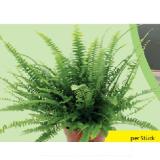 Feng Shui Zimmerpflanze verschiedene Sorten HOFER 1 Stück