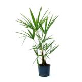 grow by OBI Hanfpalme Höhe ca. 25 cm Topf ca. 2 l Trachycarpus fortune OBI 1 Stück