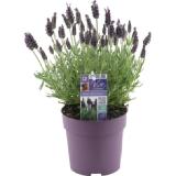 grow by OBI Schopflavendel "Anouk Dark Purple" ca. 20 cm Lavandula stoechas OBI 1 Stück