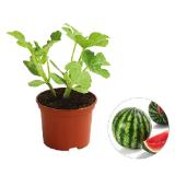 Dehner Mini-Wassermelone Topf Ø 10,5 cm Dehner 1 Stück