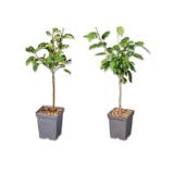 Zwergobstbaum div. Sorten Lidl 1 Stück