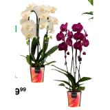 Orchidee 42770567 BayWa 1 Stück