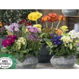 Stiel- und Rosenprimel HOFER 1 Stück