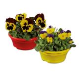 Stiefmütterchen-/Hornveilchenschale Verschiedene Blütenfarben Lidl 1 Stück