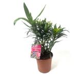grow by OBI Oleander Busch Topf Ø 14 cm Oleander Nerium OBI 1 Stück