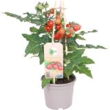 Bild von grow by OBI Cherrytomate "Pick & Joy" ca. 40 cm Lycopersicon lycopersicum OBI 1 Stück