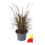 Bild von Lampenputzergras 9006937 BayWa 1 Stück
