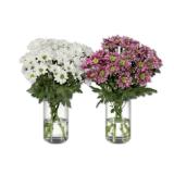 Chrysanthemen Lidl 5 Stück