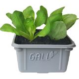 BIO Gemüsepflanzen Jungpflanzen versch. Sorten, Preisangabe ohne MwSt. (Preis inkl. MwSt. 0,36 €), METRO 1 Stück