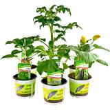 Gemüsepflanzen versch. Sorten, Preisangabe ohne MwSt. (Preis inkl. MwSt. 3,94 €), METRO 1 Stück