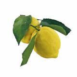 SPAR PREMIUM Zitronen mit Blatt SPAR 1 Stück