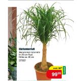 Elefantenfuß 42770567 BayWa 1 Stück