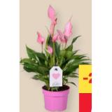 Anthurien im Topf MPREIS 1 Stück