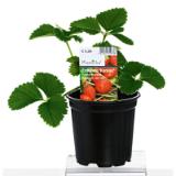 Bild von Plantiflor Gartenerdbeere verschiedene Sorten 344113 HELLWEG 1 Stück