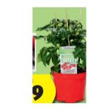 Naschgemüse mit Früchten versch. Sorten HOFER 1 Stück