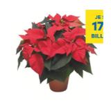 Weihnachtsstern T&G 1 Stück