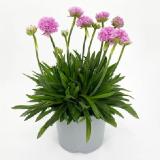 grow by OBI Dreameria OBI 1 Stück