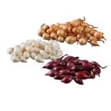 Steckzwiebeln Sorten: Stuttgarter Riesen, Red Karmen oder Snow Ball Lidl 300 Gramm 1 Netz