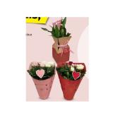 Blühpflanze Rose, Calla oder Anthurie in Geschenkverpackung, Höhe ca. 35 - 40 cm (je nach Sorte) HOFER 1 Stück